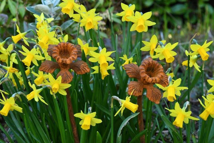 Daffodil Flower - A Welsh Secret - Savage Works - Savage Works - 